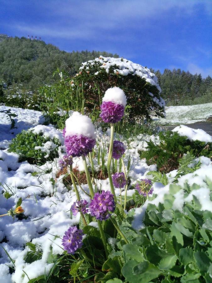 Appartamento Sognevegen 2242 Haugsvaer Esterno foto